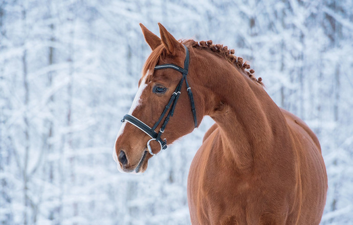Comment bien préparer son cheval pour l’hiver ?