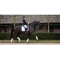 Tapete LeMieux Crystal Suede Dressage Branco