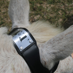 Bridão com ponte Raphaël T de T Preto