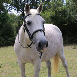 Bridão com ponte Raphaël T de T Preto