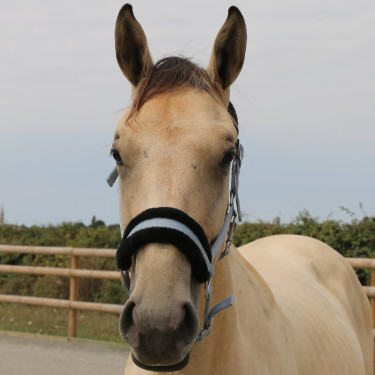 Cabresto de carneiro T de T sintético Cinza / preto Cinzento