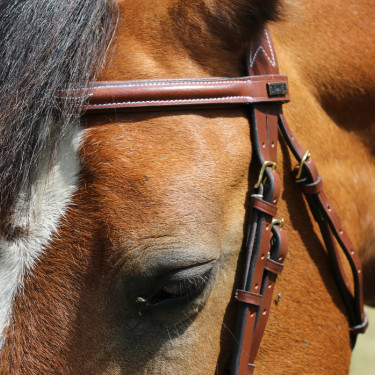 Bridão Kessel T de T cabeçada tripla focinheira combinada Tabaco Castanho