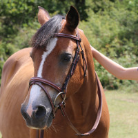 Bridão Kessel T de T cabeçada tripla focinheira combinada Havana escuro Castanho