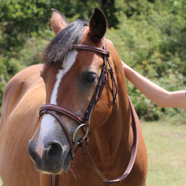Bridão Kessel T de T cabeçada tripla focinheira combinada Tabaco Castanho