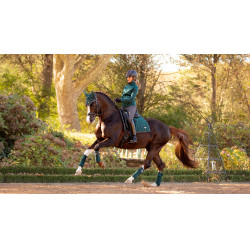 Bandagens de polo Loire LeMieux Verde abeto Bandagens de polo Loire LeMieux Verde abeto