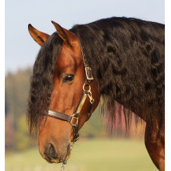 Caveção de couro acolchoado Horseware Amigo Caveção de couro acolchoado Horseware Amigo