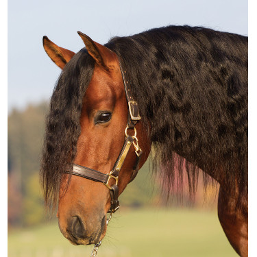 Caveção de couro acolchoado Horseware Amigo Caveção de couro acolchoado Horseware Amigo