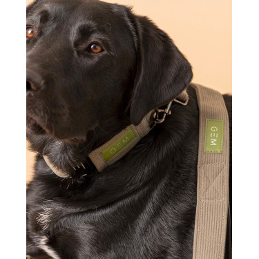 Conjunto de Coleira e Trela GEM Caqui Kaki