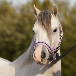 Cabresto HV Polo Classic Stripe Violeta