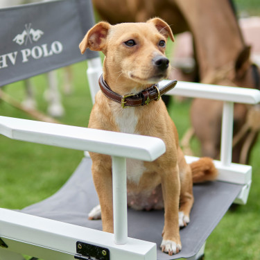 Coleira para cão HV Polo Legacy Coleira para cão HV Polo Legacy
