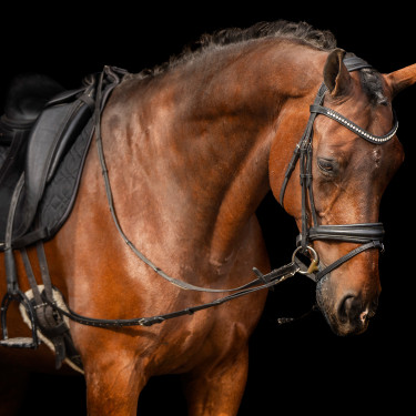 Enrêno elástico Imperial Riding Enrêno elástico Imperial Riding