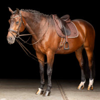 Rendas alemãs SH Imperial Riding Core Castanho