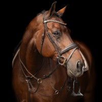 Martingale Imperial Riding Core Castanho Martingale Imperial Riding Core Castanho