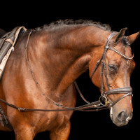 Enrêno Imperial Riding Core Castanho