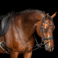 Enrêno Imperial Riding Core Castanho Enrêno Imperial Riding Core Castanho