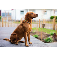 Coleira Anam Cara estampada HKM Toupeira / dourado amarelo Cinzento Coleira Anam Cara estampada HKM Toupeira / dourado amarelo Cinzento