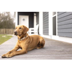 Coleira Anam Cara estampada HKM Toupeira / dourado amarelo Cinzento Coleira Anam Cara estampada HKM Toupeira / dourado amarelo Cinzento