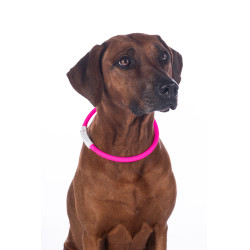 Coleira luminosa para cães LED HKM Coleira luminosa para cães LED HKM