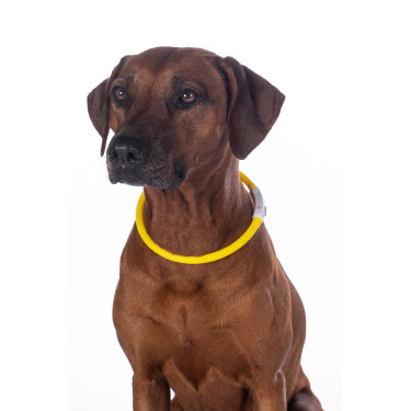 Coleira luminosa para cães LED HKM Amarelo Coleira luminosa para cães LED HKM Amarelo