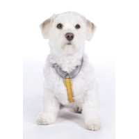 Arnês para cão Anam Cara Basic nylon HKM Toupeira / dourado amarelo