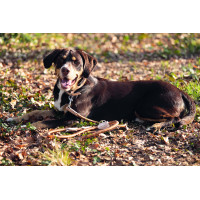 Trela de treino para cão Anam Cara corda HKM Brandy Castanho Trela de treino para cão Anam Cara corda HKM Brandy Castanho