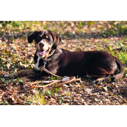 Trela de treino para cão Anam Cara corda HKM Brandy Castanho Trela de treino para cão Anam Cara corda HKM Brandy Castanho