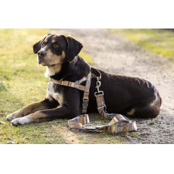 Trela de treino para cães Anam Cara estampada HKM Toupeira / dourado amarelo Cinzento Trela de treino para cães Anam Cara estampada HKM Toupeira / dourado amarelo Cinzento