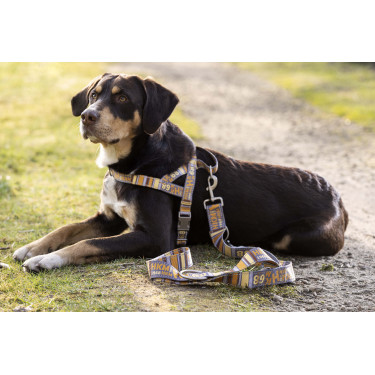 Trela de treino para cães Anam Cara estampada HKM Toupeira / dourado amarelo Trela de treino para cães Anam Cara estampada HKM Toupeira / dourado amarelo