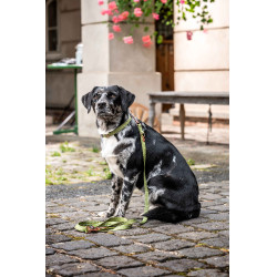 Trela de treino para cães Qooper nylon HKM Pistache Verde