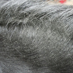 Répulsif Animaderm Derfly Répulsif Animaderm Derfly