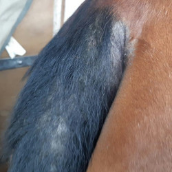 Répulsif Animaderm Derfly Répulsif Animaderm Derfly