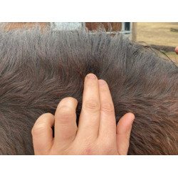 Loção Animaderm Clear Loção Animaderm Clear