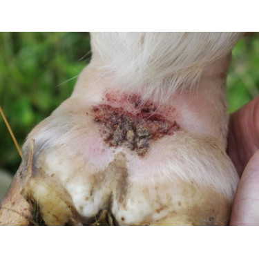 Shampooing Animaderm Tea Tree