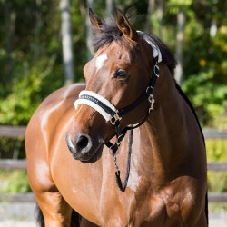 Cabresto Howard Crescendo Horze Preto Cabresto Howard Crescendo Horze Preto