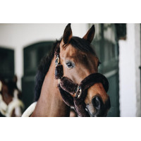 Cabresto de transporte ovelha Kentucky Castanho