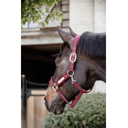Cabresto de Veludo Kentucky Bordéus Bordô Cabresto de Veludo Kentucky Bordéus Bordô