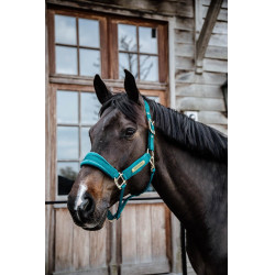 Cabresto de Veludo Kentucky Esmeralda Verde Cabresto de Veludo Kentucky Esmeralda Verde