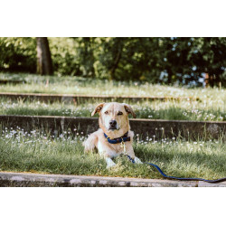 Coleira para cão Plaited Nylon Kentucky Azul-marinho