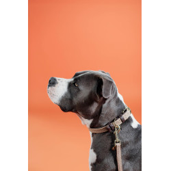 Coleira para cão Plaited Nylon Kentucky Bege