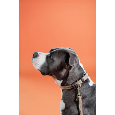 Coleira para cão Plaited Nylon Kentucky Bege