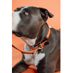 Coleira para cão Plaited Nylon Kentucky