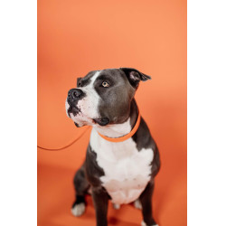 Coleira para cão Plaited Nylon Kentucky Laranja Coleira para cão Plaited Nylon Kentucky Laranja