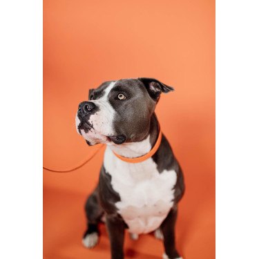 Coleira para cão Plaited Nylon Kentucky Laranja Coleira para cão Plaited Nylon Kentucky Laranja