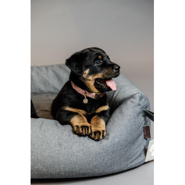 Hondenhalsband Velvet Kentucky Rosa velho