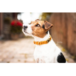 Coleira para cão Velvet Kentucky