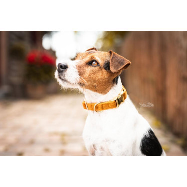Coleira para cão Velvet Kentucky