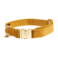 Coleira para cão Velvet Kentucky Mostarda Amarelo