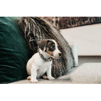 Hondenhalsband Velvet Kentucky Rosa velho