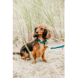 Coleira para cão Velvet Kentucky Esmeralda Verde Coleira para cão Velvet Kentucky Esmeralda Verde