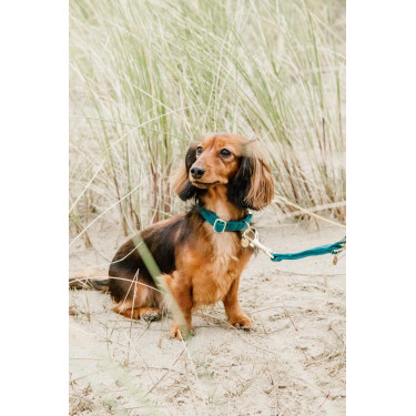 Coleira para cão Velvet Kentucky Esmeralda Verde Coleira para cão Velvet Kentucky Esmeralda Verde